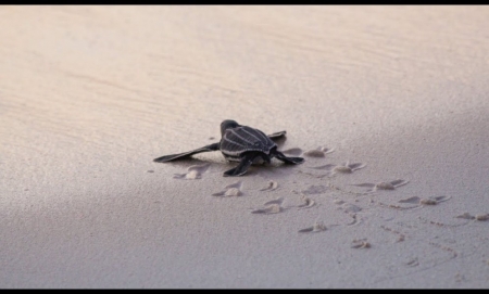 Bucuti &amp; Tara Beach Resort Aruba, Eco-Friendly Carbon-Neutral Certified Resort