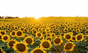 Tourism and Green Growth