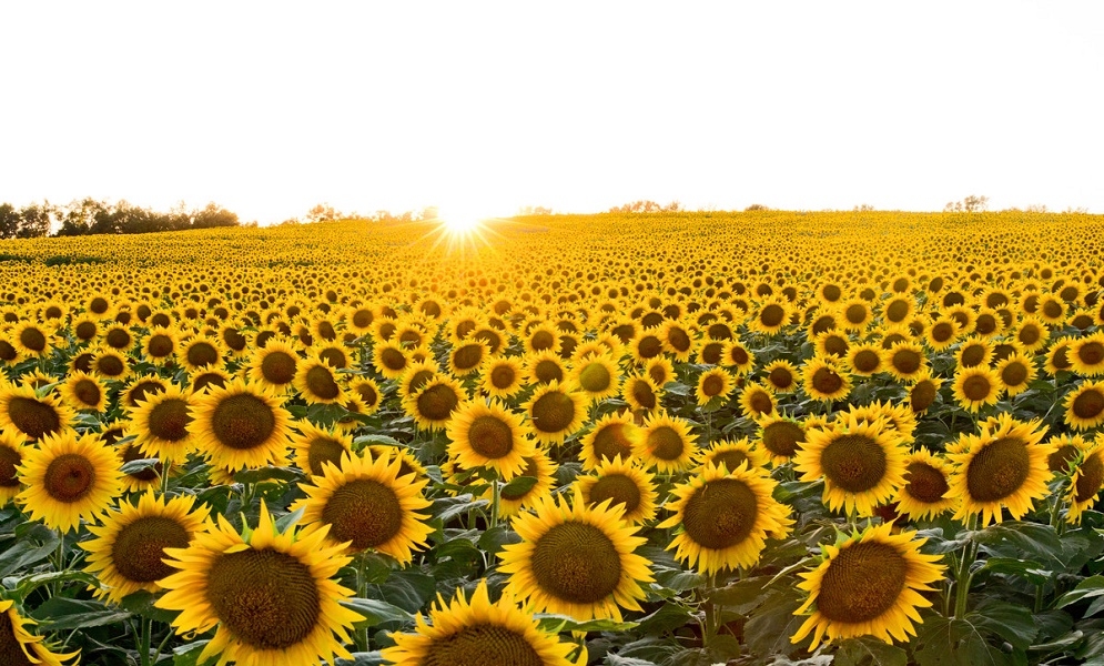 Tourism and Green Growth