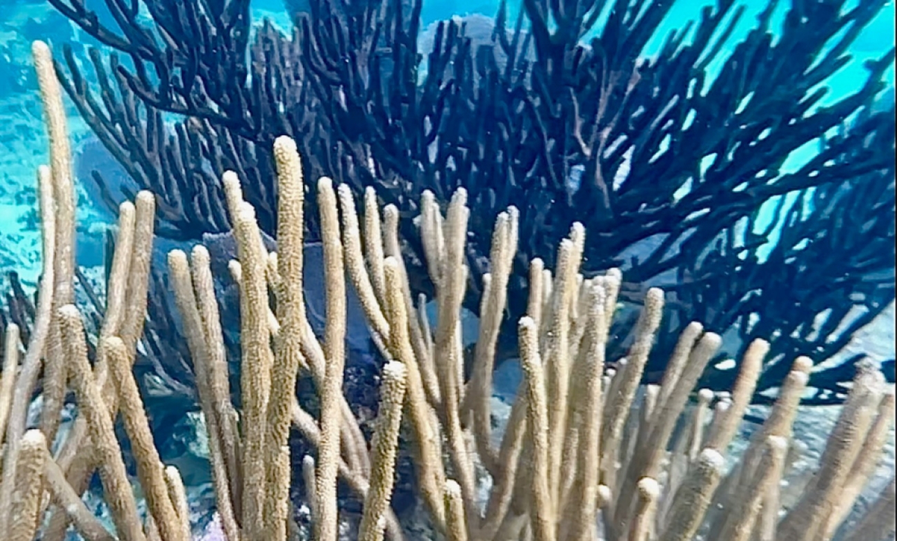 Bleaching of soft Gorgonian corals had never been documented in the western Caribbean until the summer of 2023. 