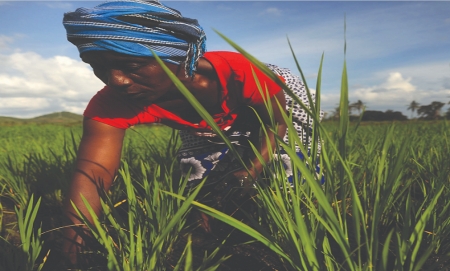 Transforming Agriculture to address Climate change