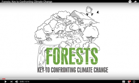 Forests: Key to Confronting Climate Change